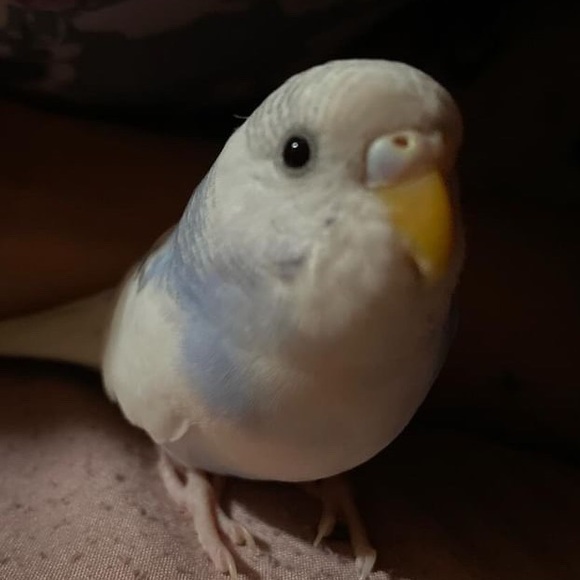 elyzasen